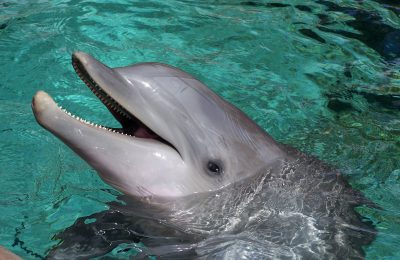 Nourrir et caresser les dauphins à Dolphin Cove