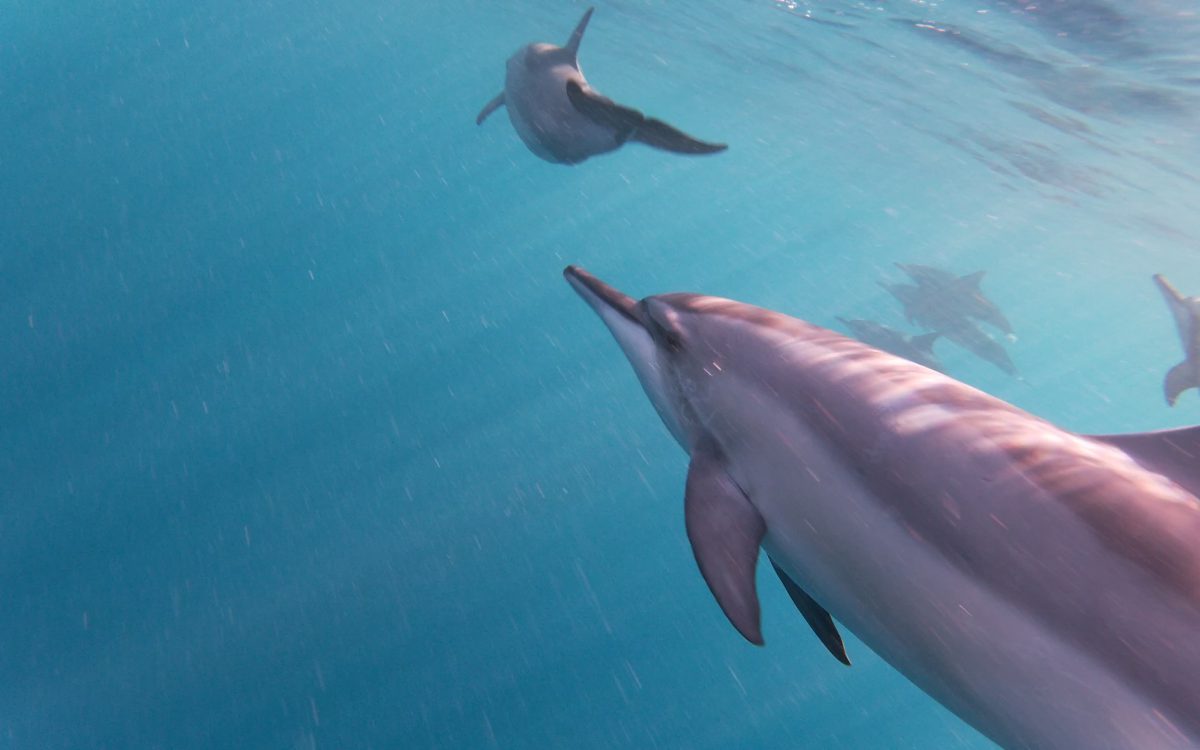 Nage avec les dauphins à l'Ile Maurice