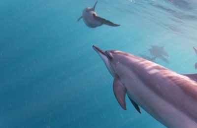 Nage avec les dauphins à l'Ile Maurice
