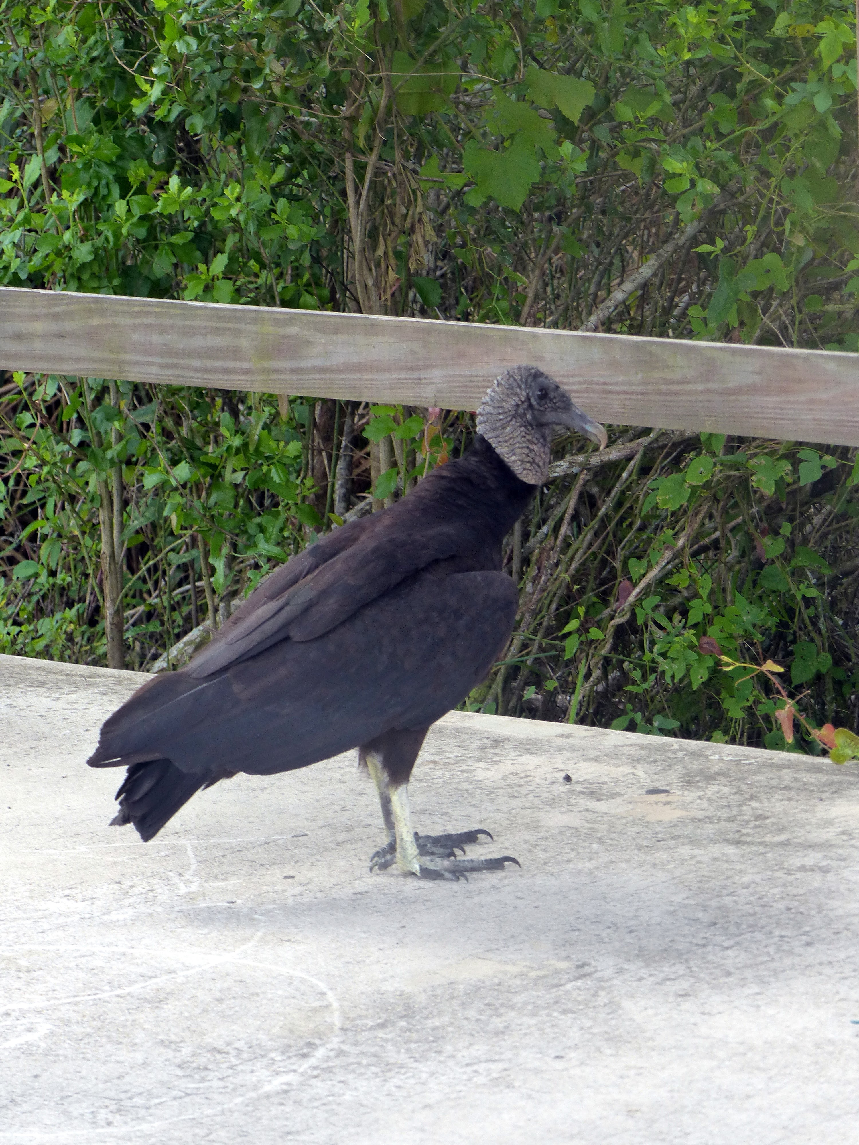 Everglades
