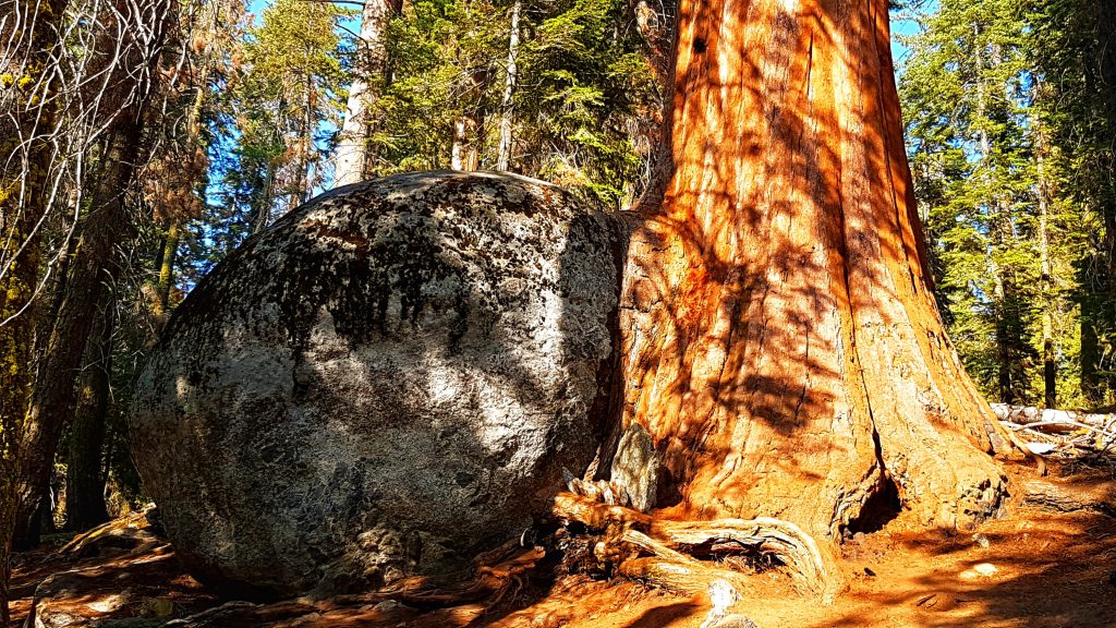 Fusion entre un rocher et sequoia