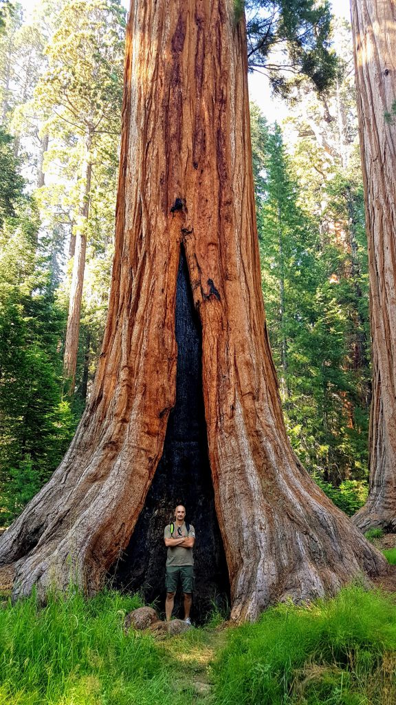 C'est gros un sequoia !