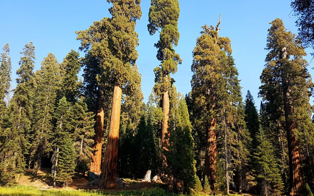 Big Trees Trail