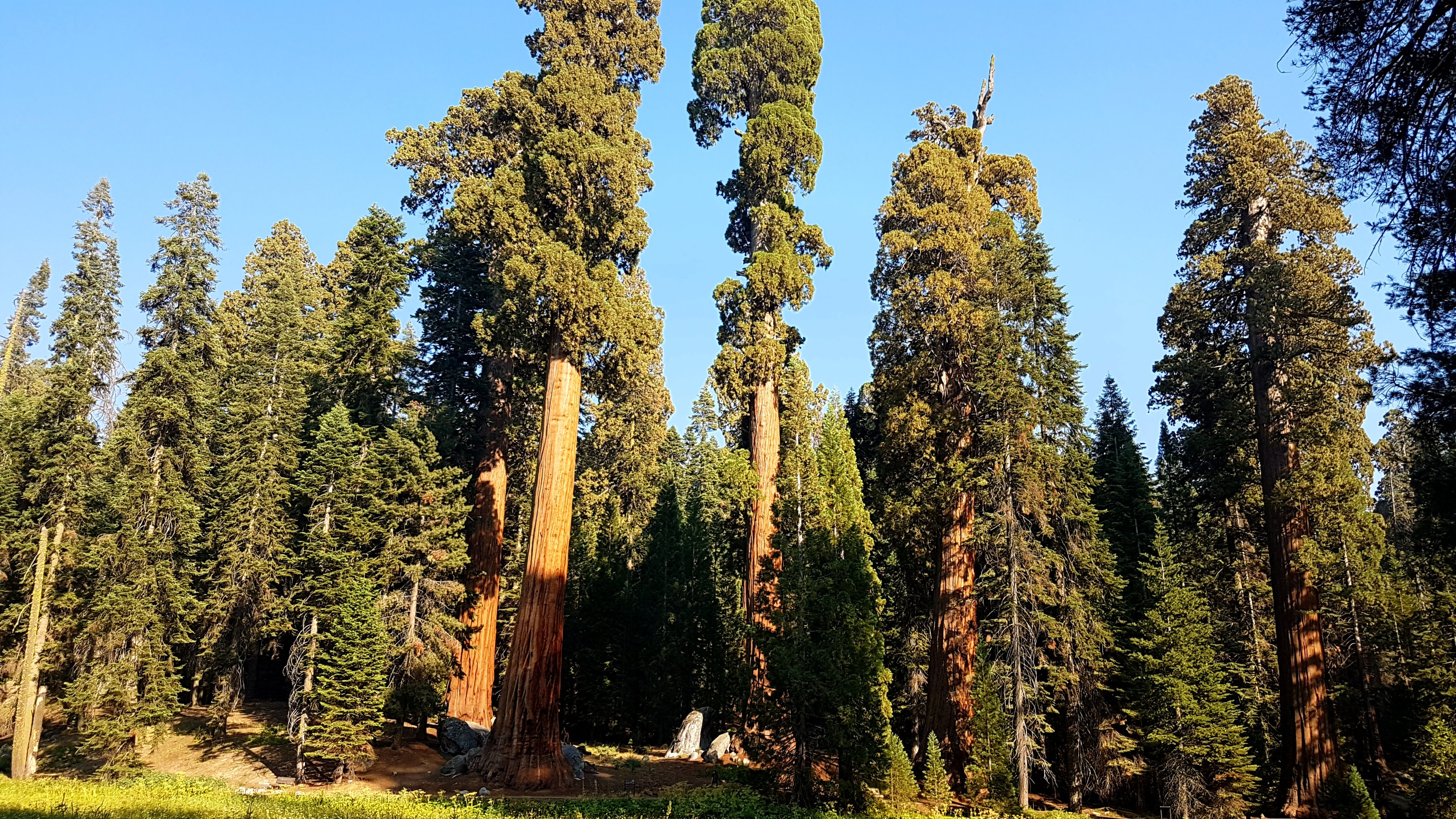 Big Trees Trail