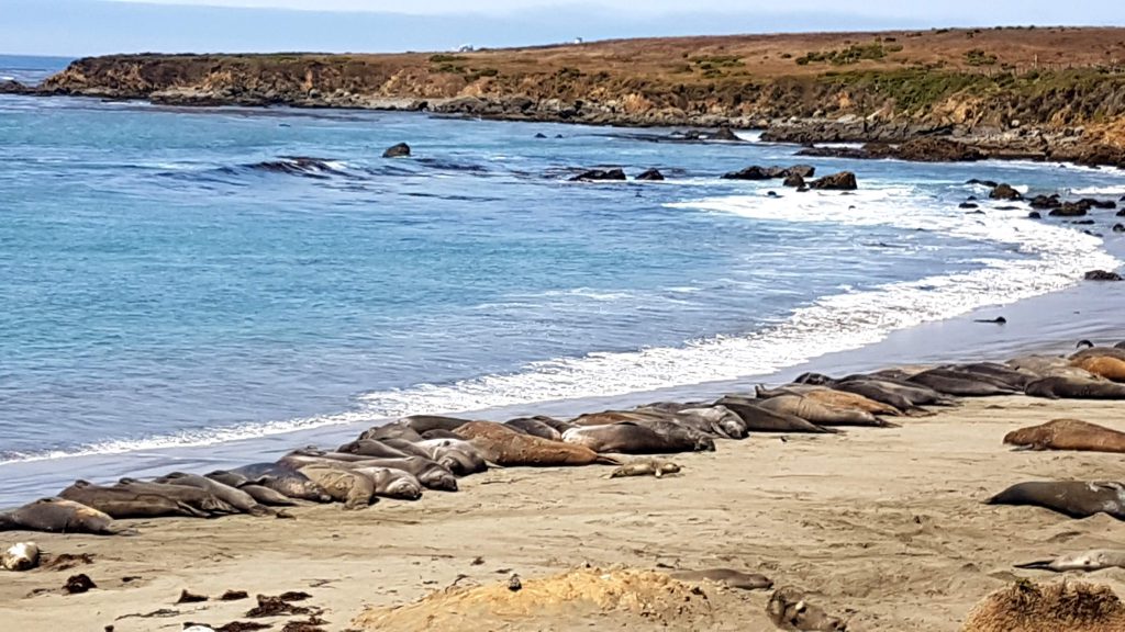 Elephant Seal Vista Point