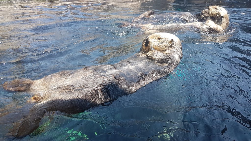 Les loutres, stars de l'aquarium