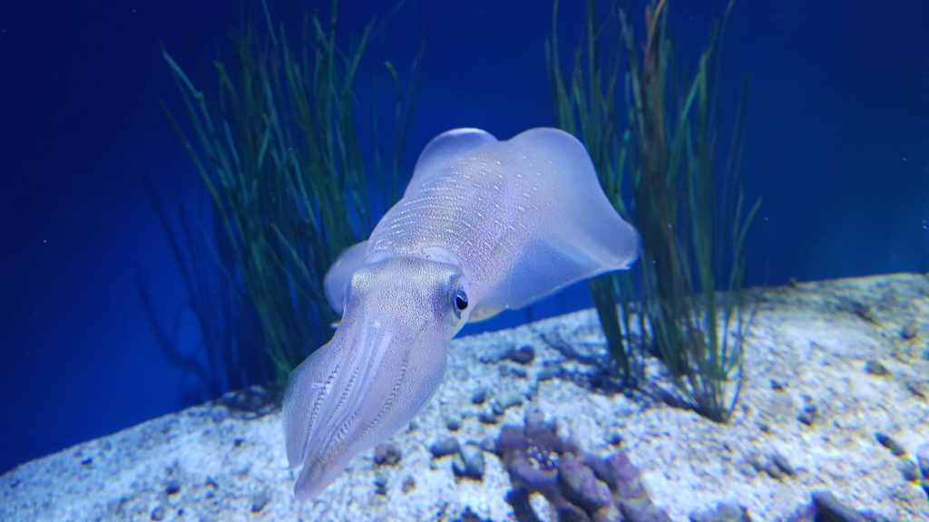 Aquarium de Monterrey