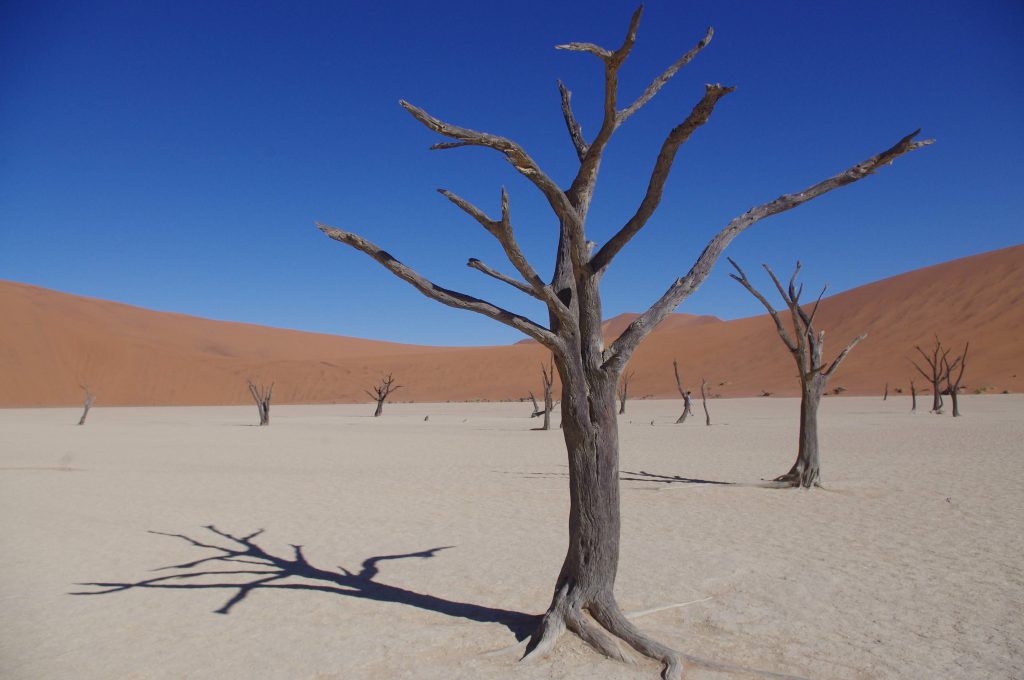 Dead Vlei