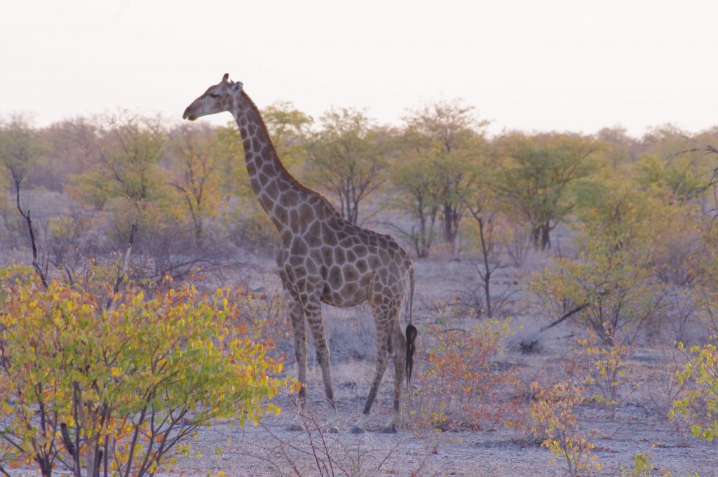 Girafe dans Etosha National Park