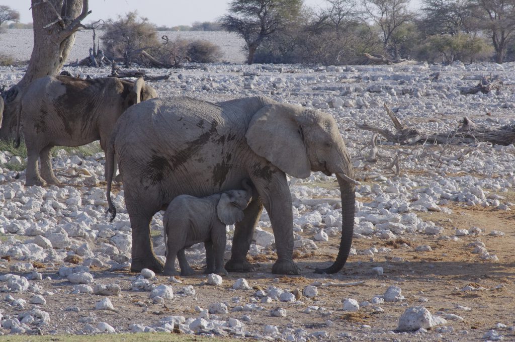 Eléphants à Okaukuejo