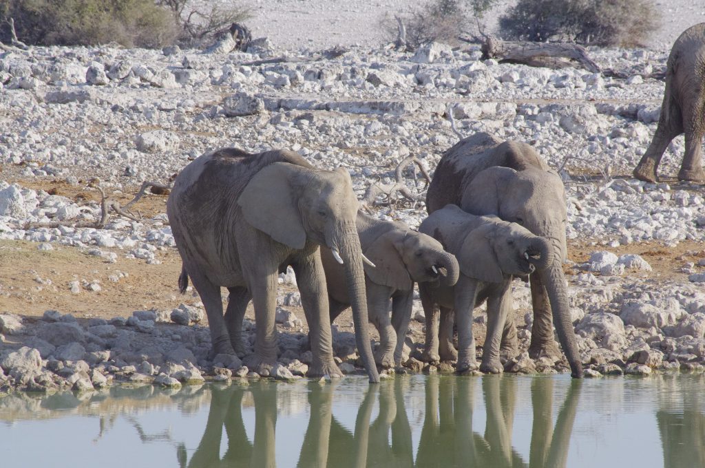 Eléphants à Okaukuejo