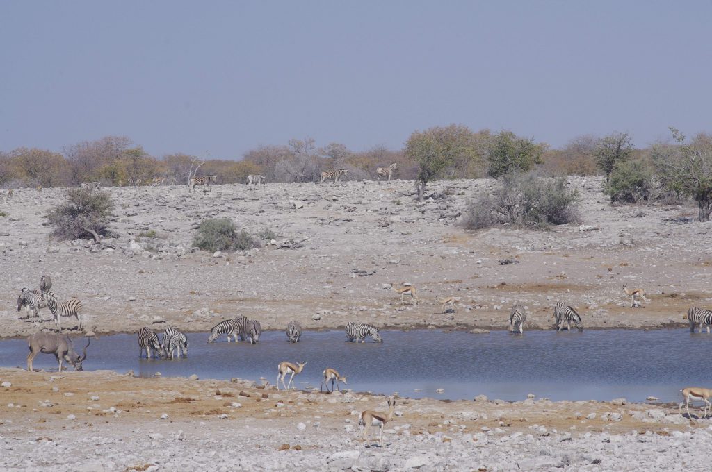 Etosha National Park