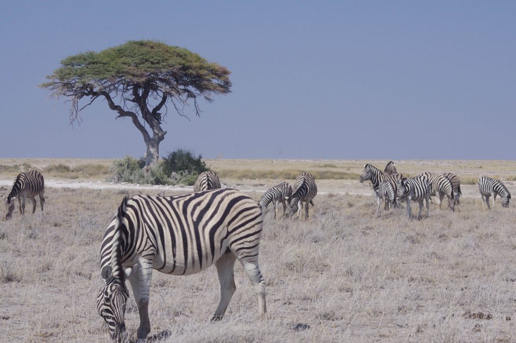 Zèbres à Etosha National Park