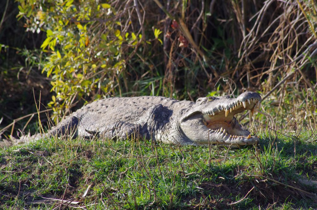 Crocodile sur le Zambèze