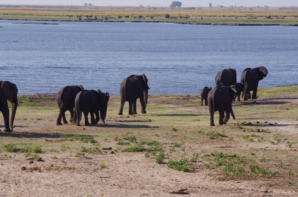 Elephants à Chobe National Park