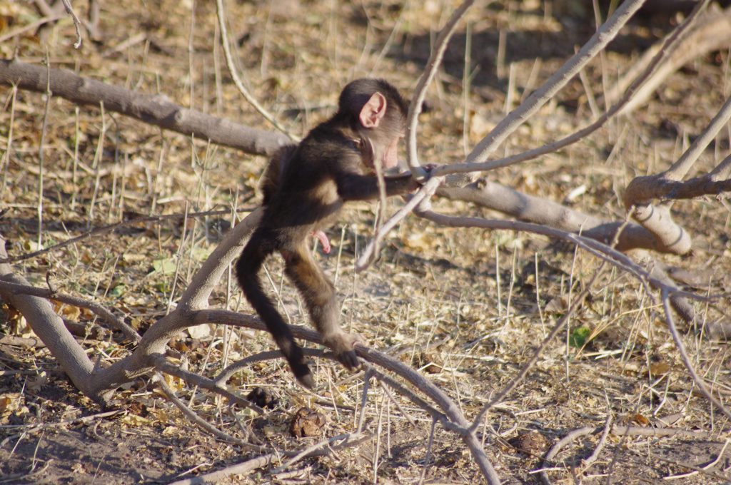bébé babouins à Chobe National Park