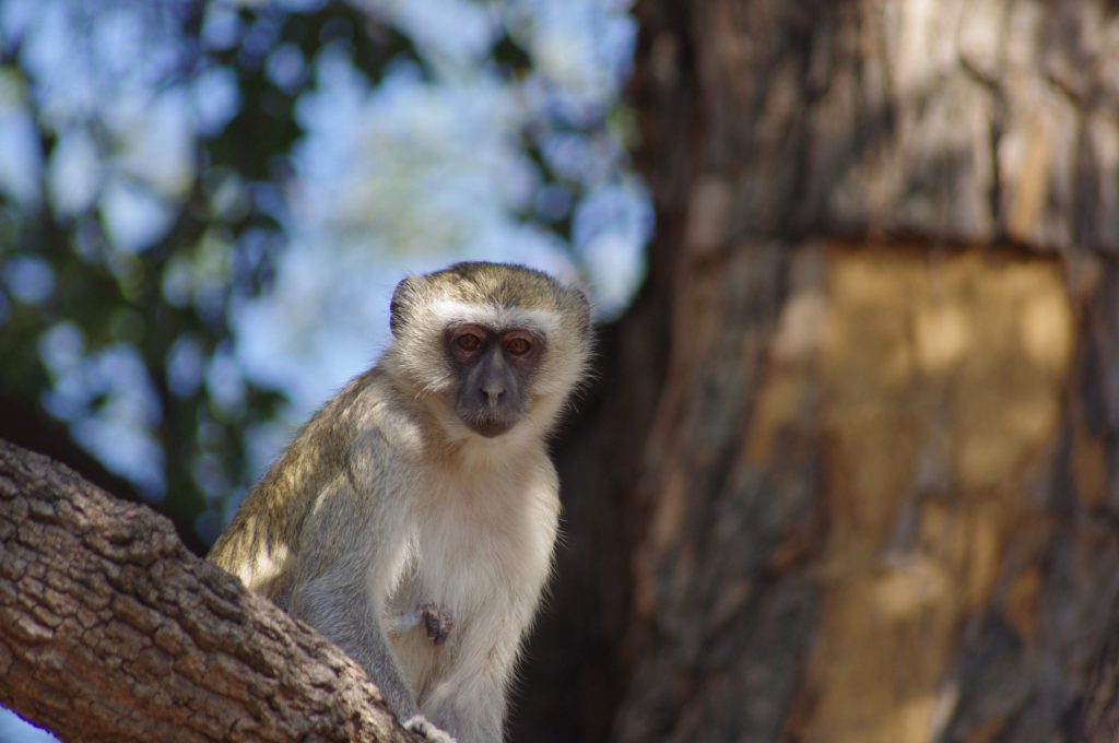 singe à Chobe National Park