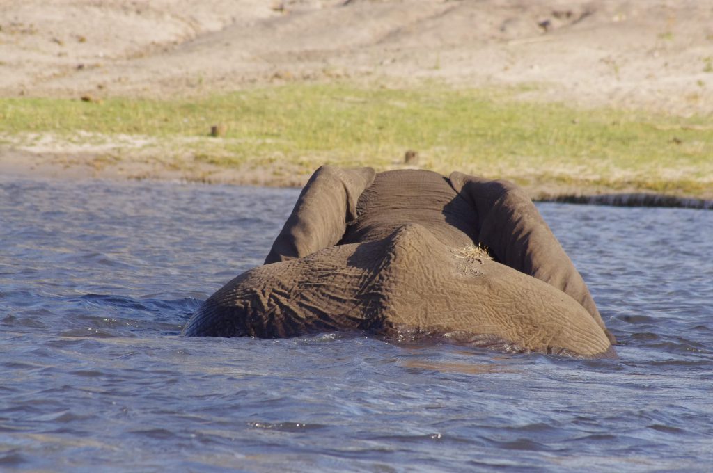 Elephant dans le fleuve Chobe
