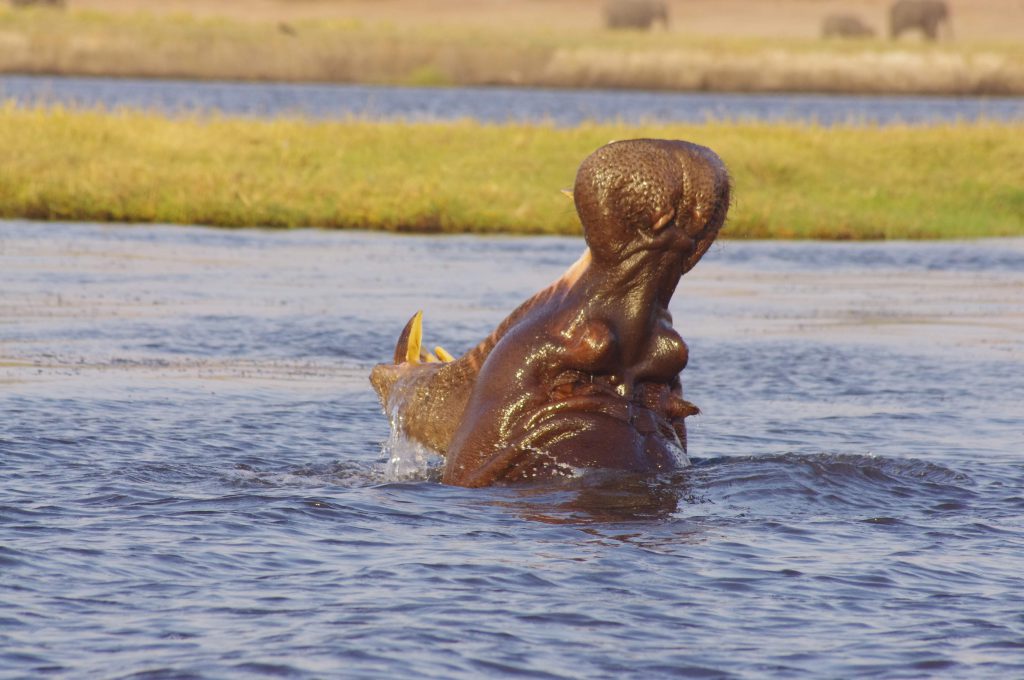 Hippopotame dans le fleuve Chobe