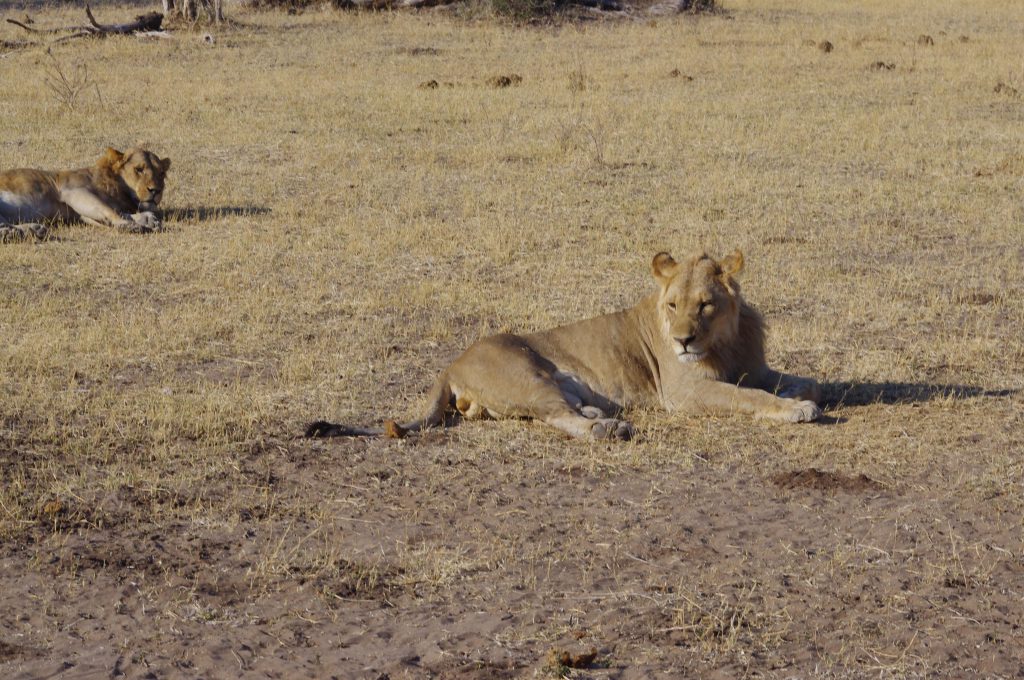 Jeunes lions à Chobe National Park