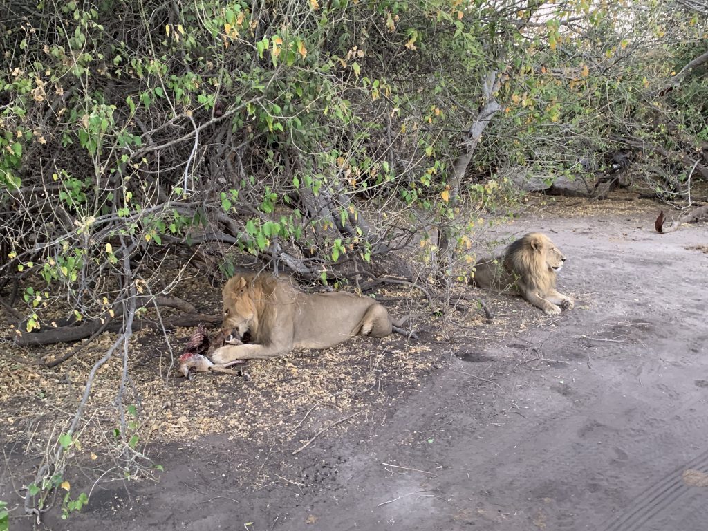 Lions à Chobe National Park