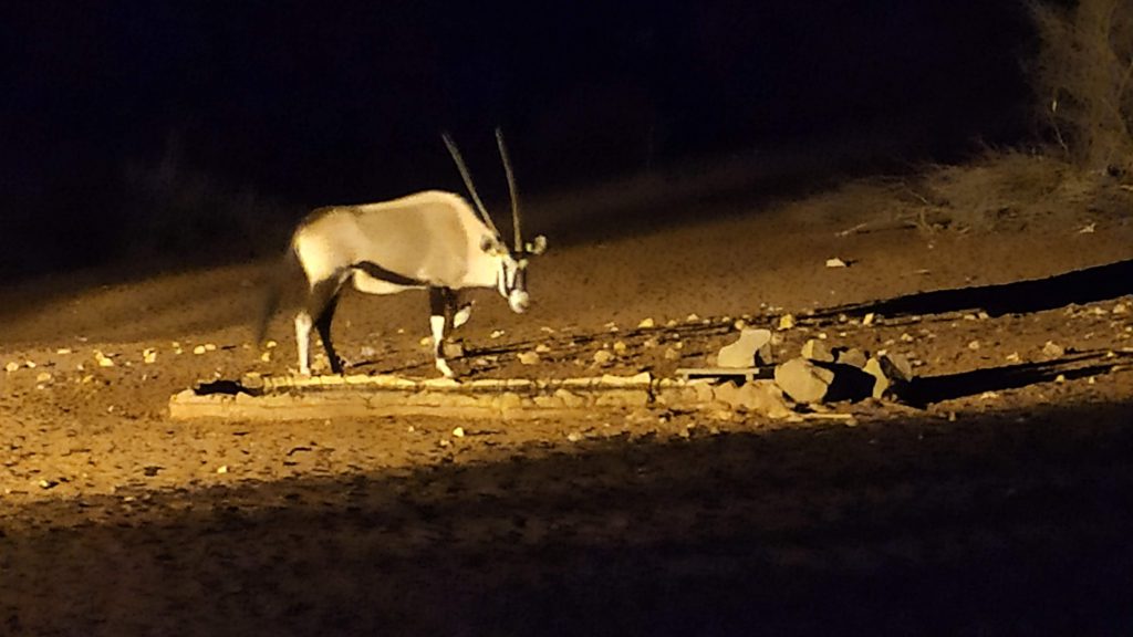 oryx au Kalahari