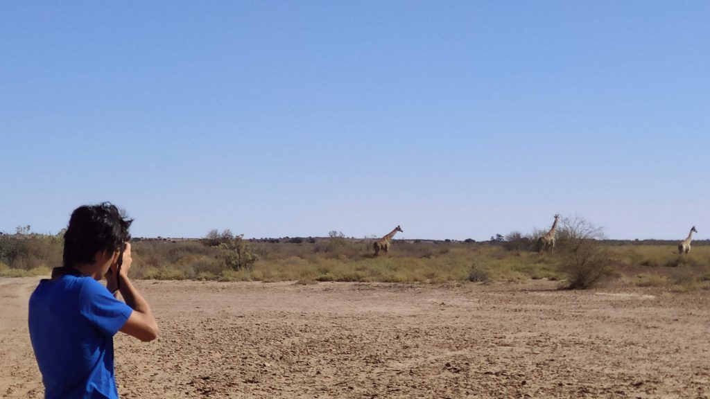 Des girafes au Kalahari
