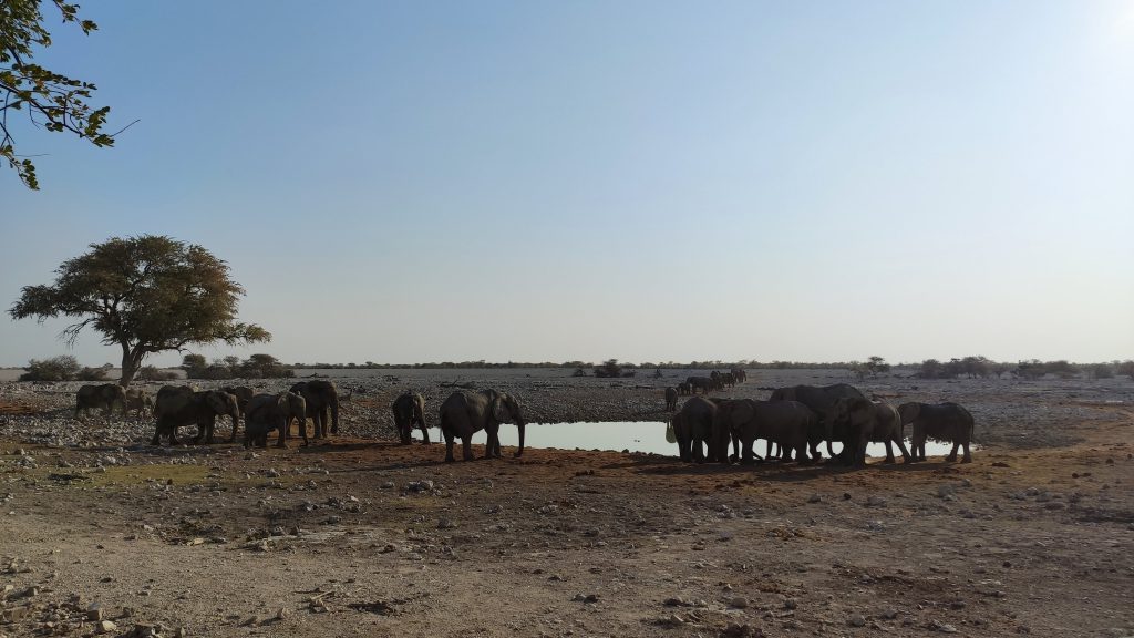 Eléphants à Okaukuejo