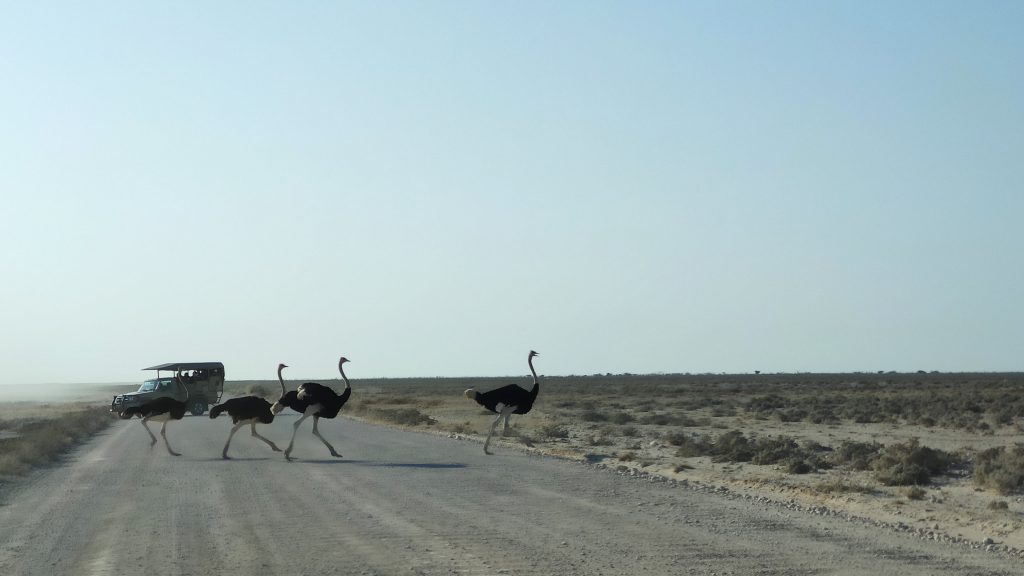 Autruches à Etosha National Park