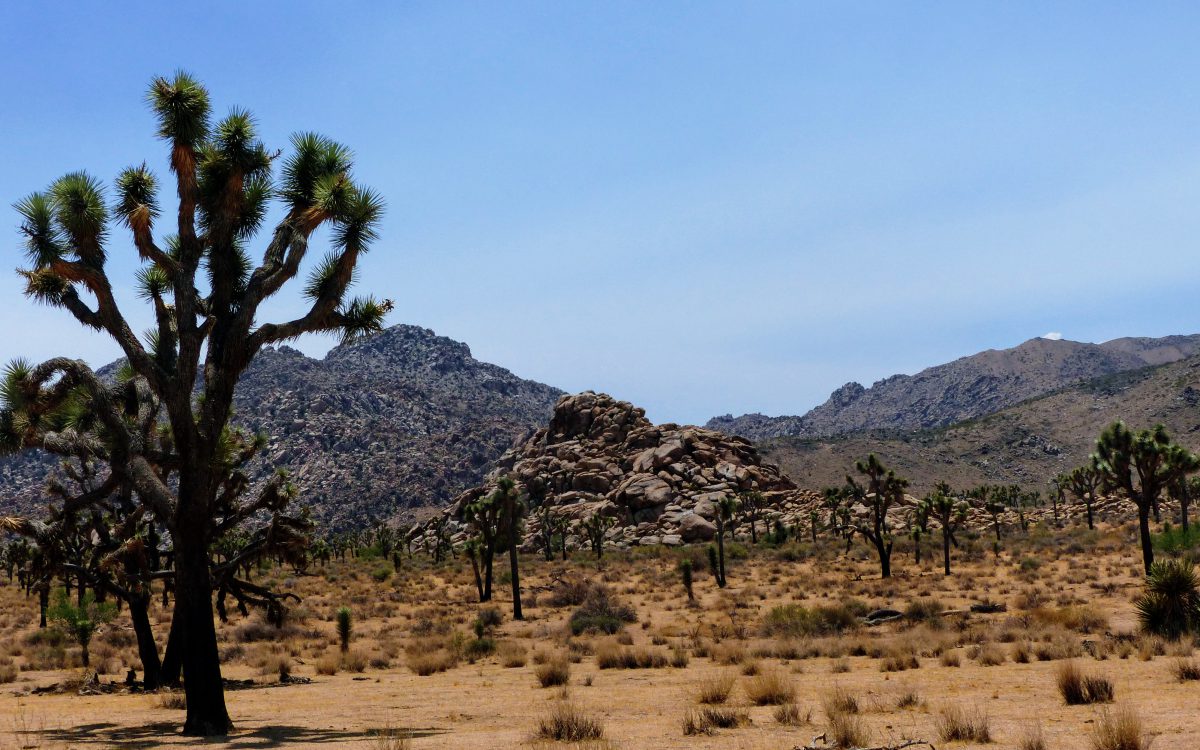 Joshua Tree National Park