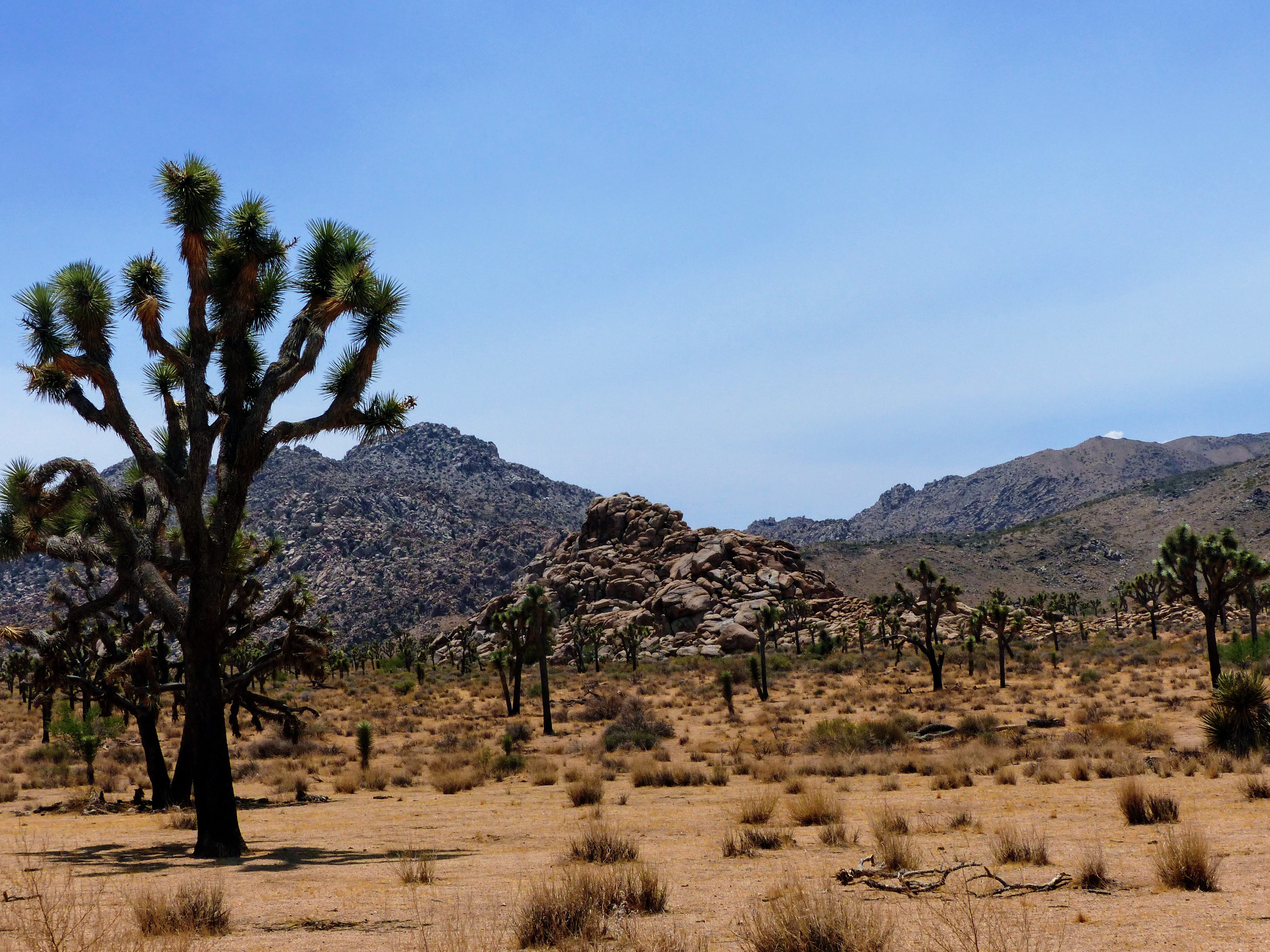 Joshua Tree National Park Joshua Tree National Park