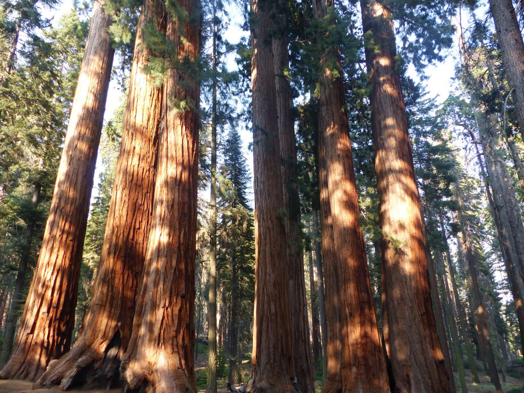 Un groupe de Sequoias