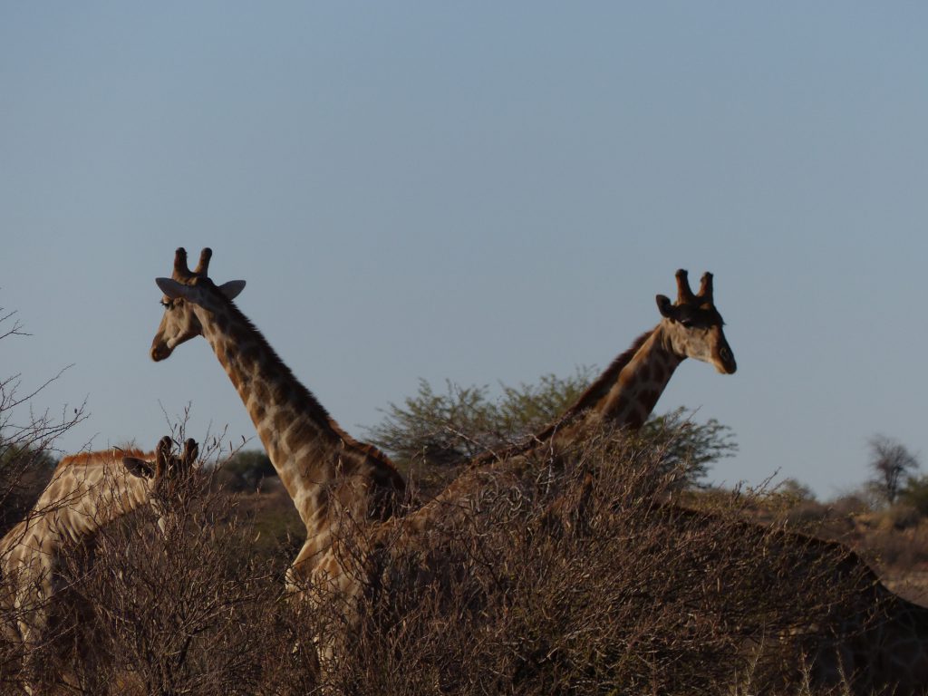 Girafes au Kalahari