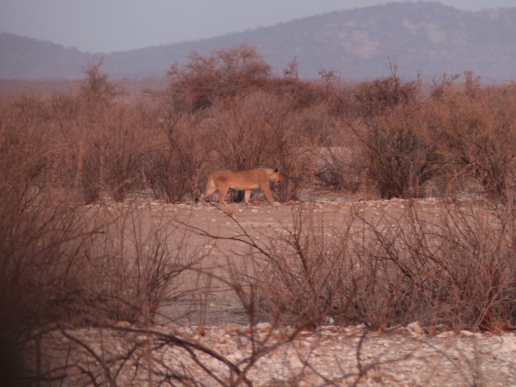 Lionne dans Etosha National Park