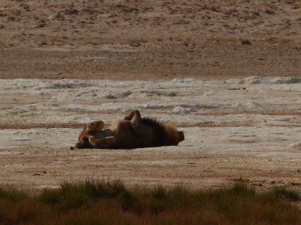 Lion dans Etosha National Park