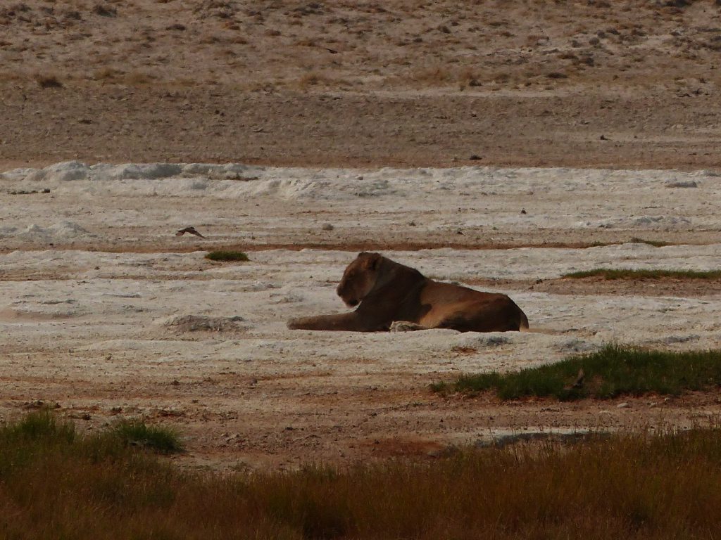 Lionne dans Etosha National Park