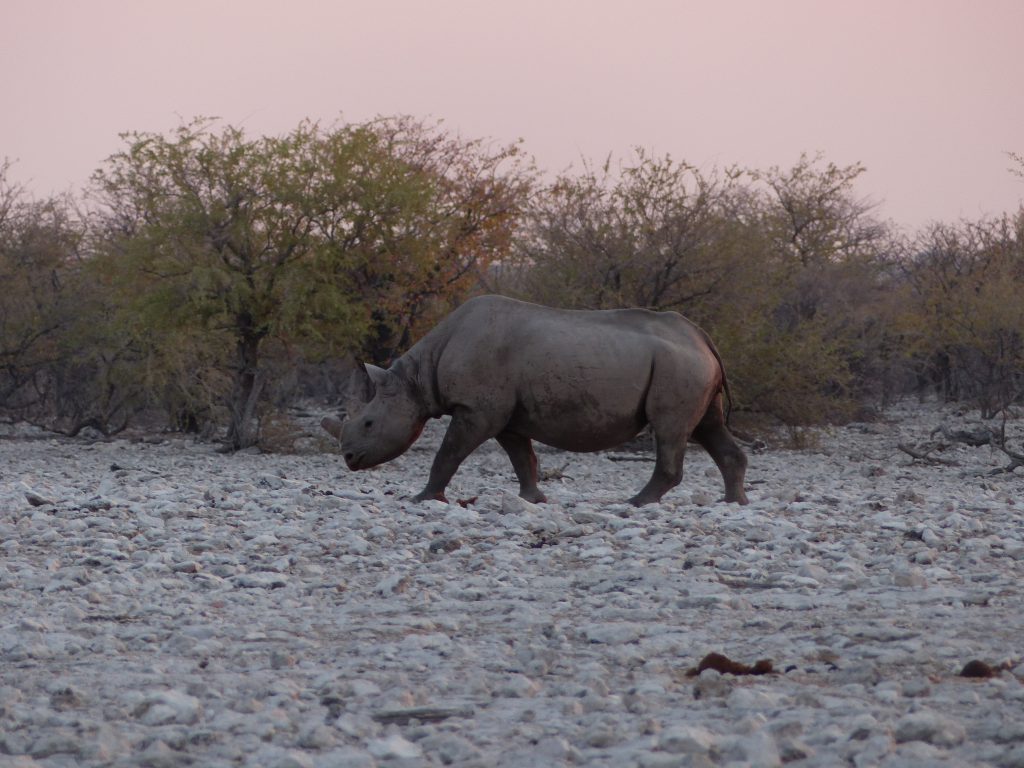 Rhinocéros à Ombika