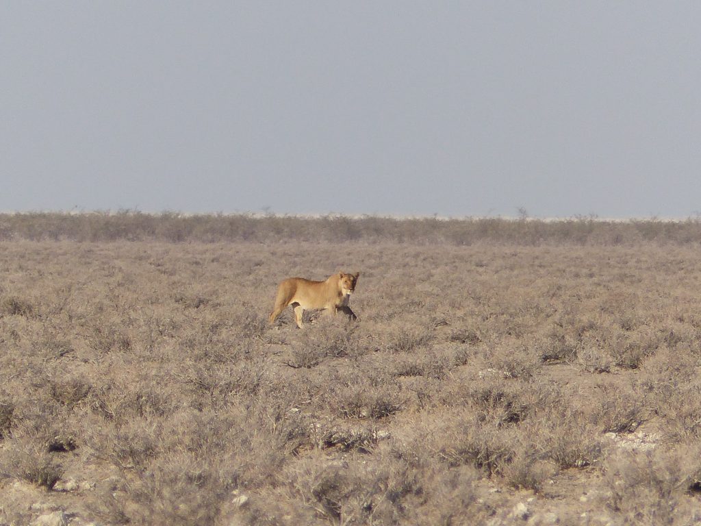 Lionne à Etosha National Park