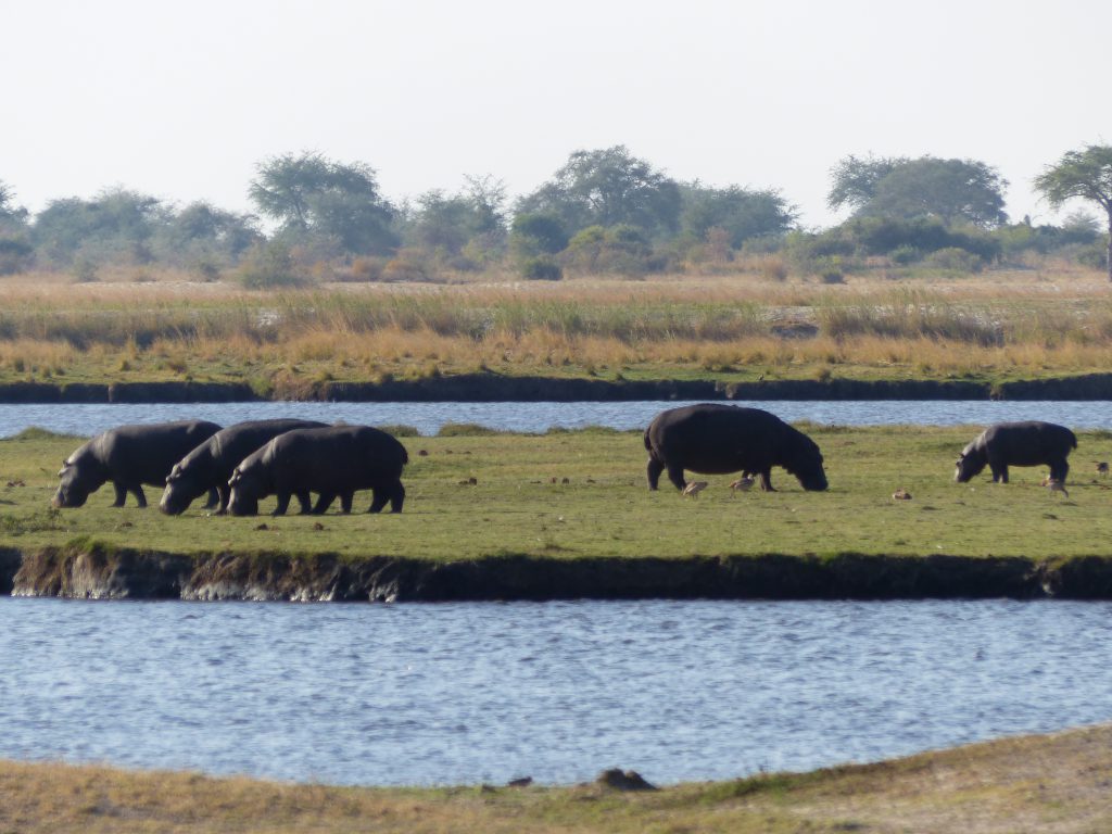 Hippopotames à Chobe National Park