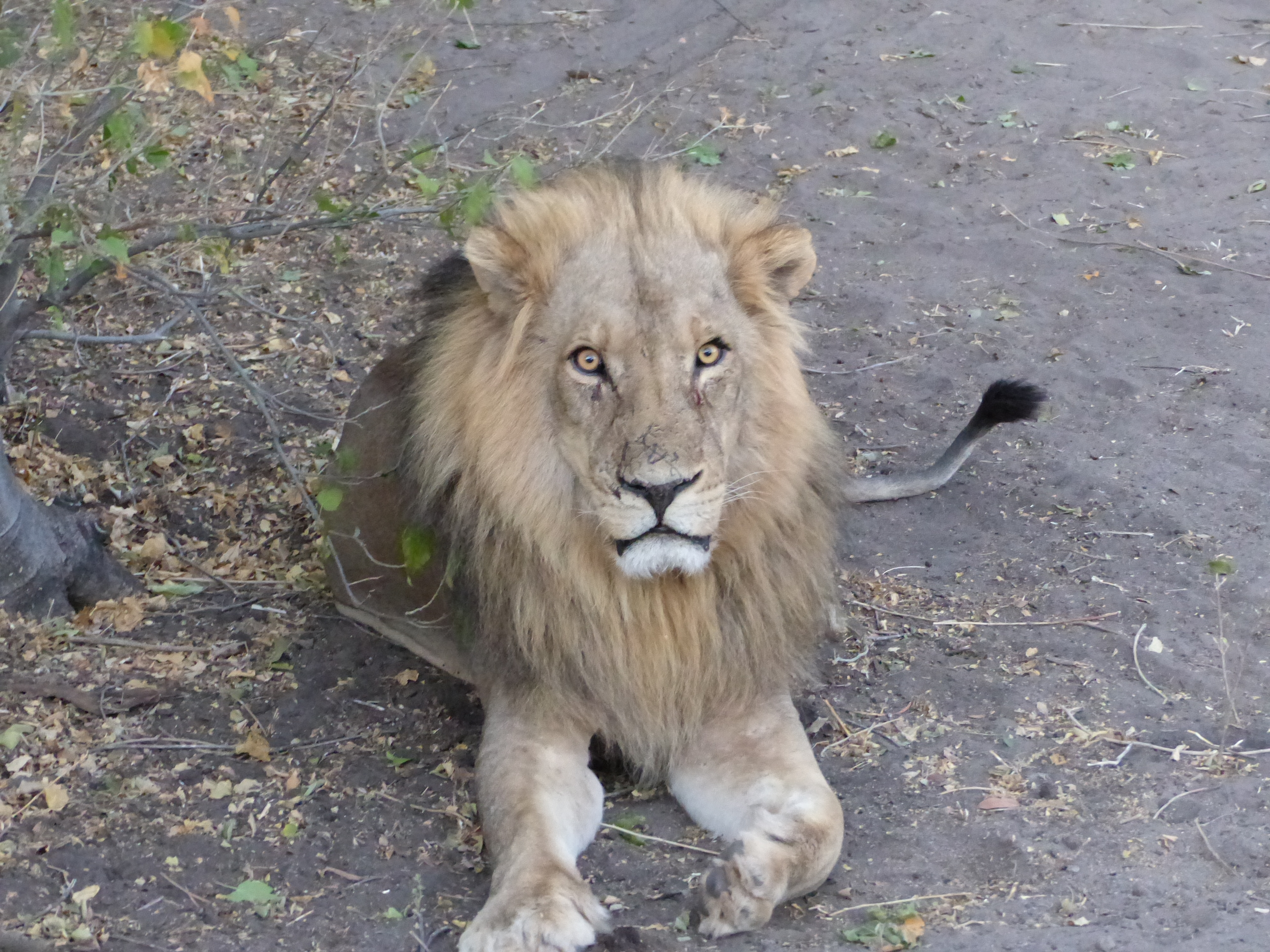 Chobe National Park