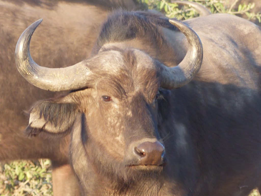 buffles à Chobe National Park