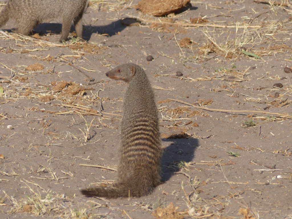 mangouste à Chobe National Park