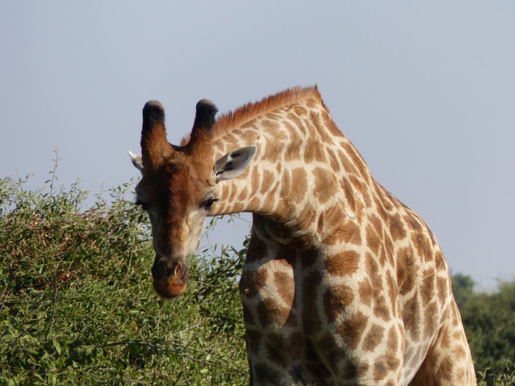 Giraffe à Chobe National Park