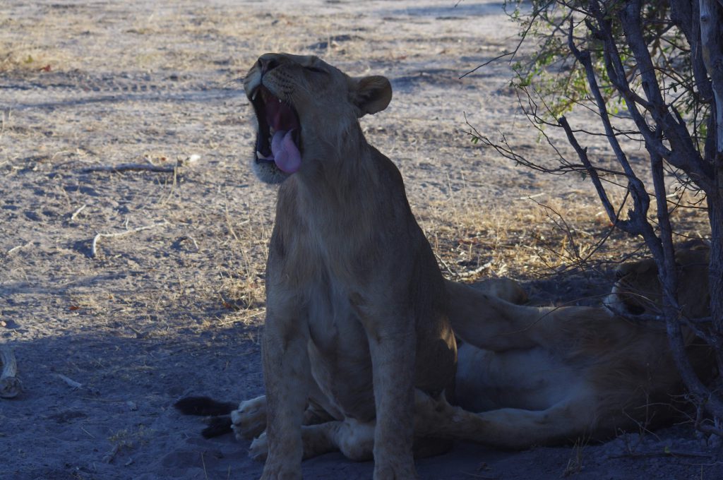 lion fatigué