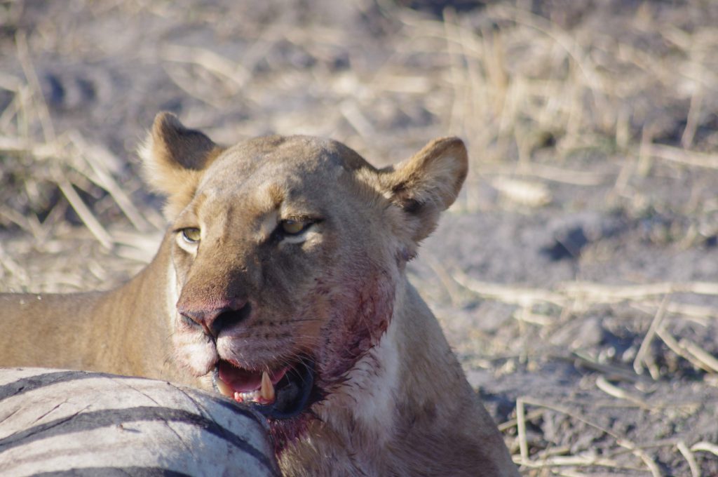 une lionne après le festin