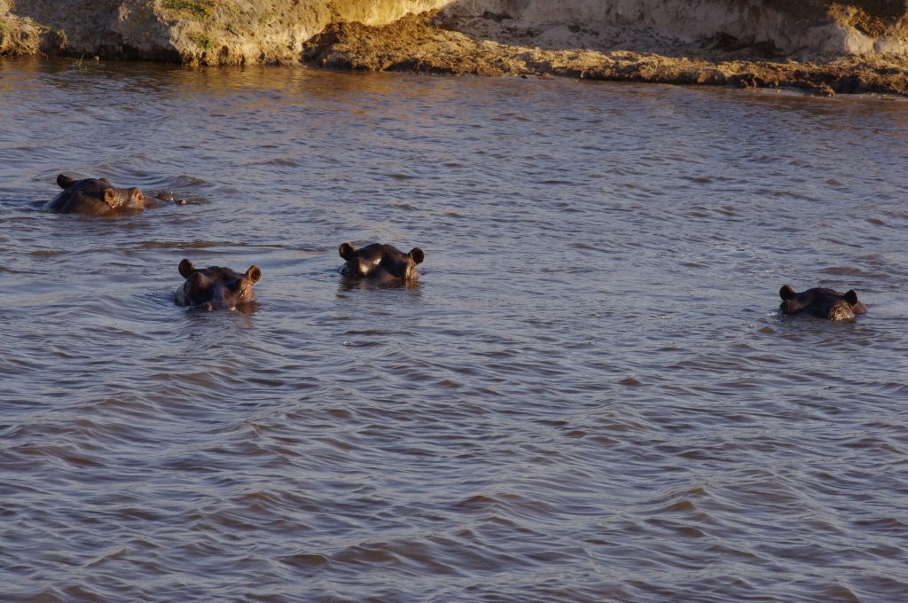 delta de l'Okavango