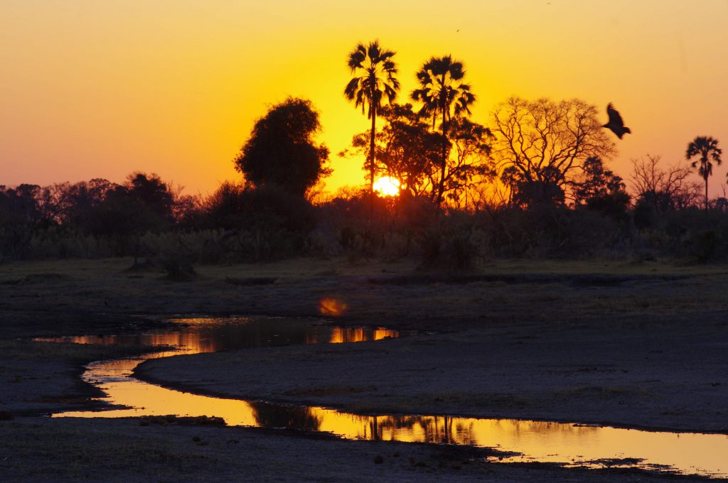 Coucher de soleil sur le delta de l'Okavango