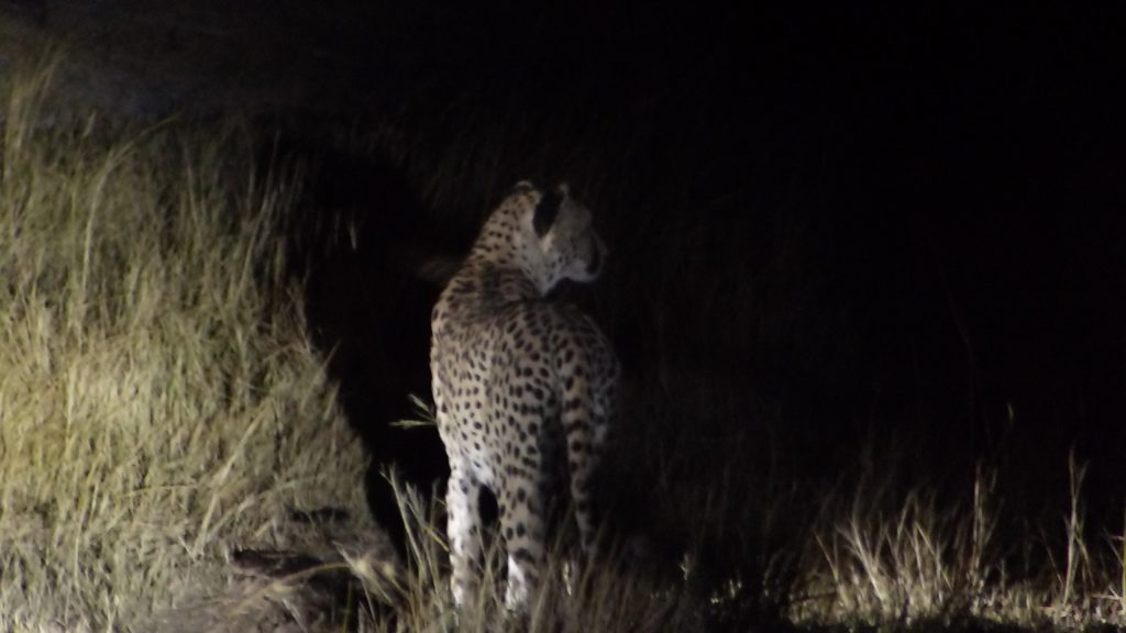 guépard de nuit