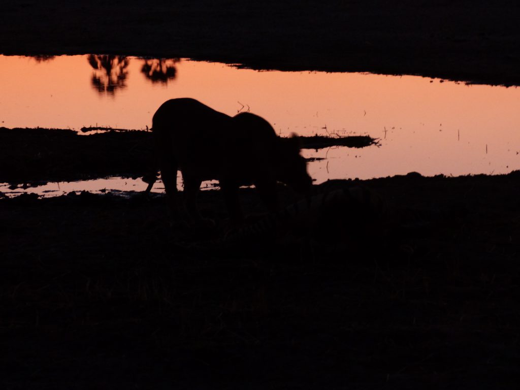 Coucher de soleil sur le delta de l'Okavango