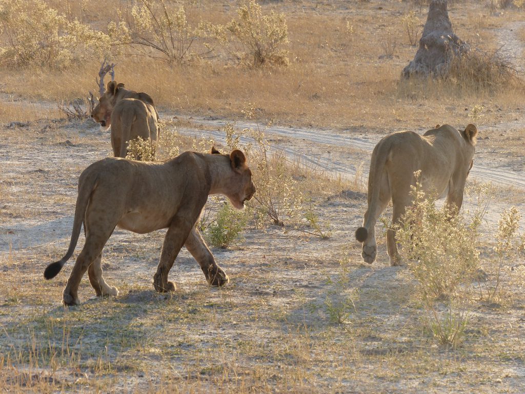 Lionnes en chasse